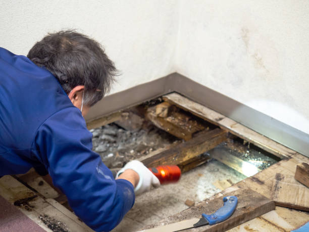 Best Commercial Mold Removal  in Lake Waynoka, OH