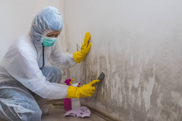 Best Home Mold Removal  in Lake Waynoka, OH