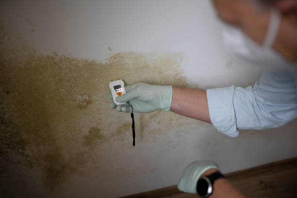 Reliable Lake Waynoka, OH Mold Removal Solutions