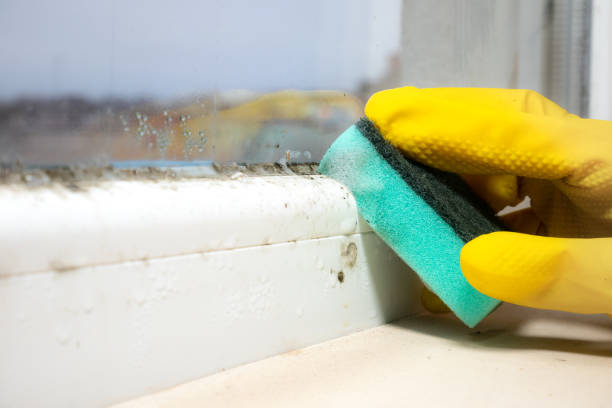 Best Mold Remediation  in Lake Waynoka, OH