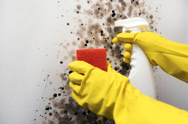 Best Toxic Mold Removal  in Lake Waynoka, OH