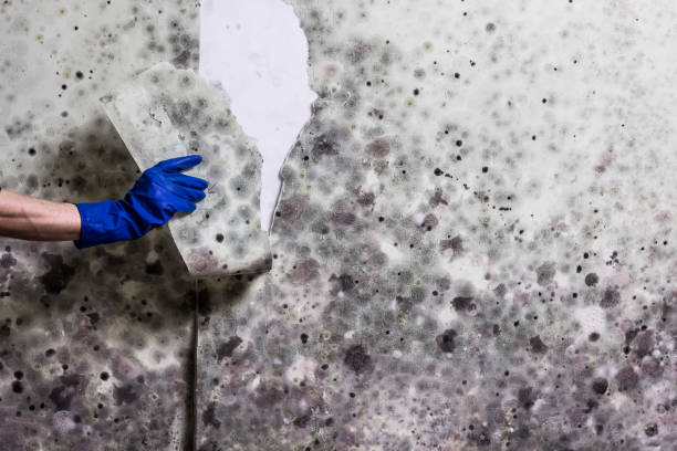 Best Fast Mold Removal  in Lake Waynoka, OH